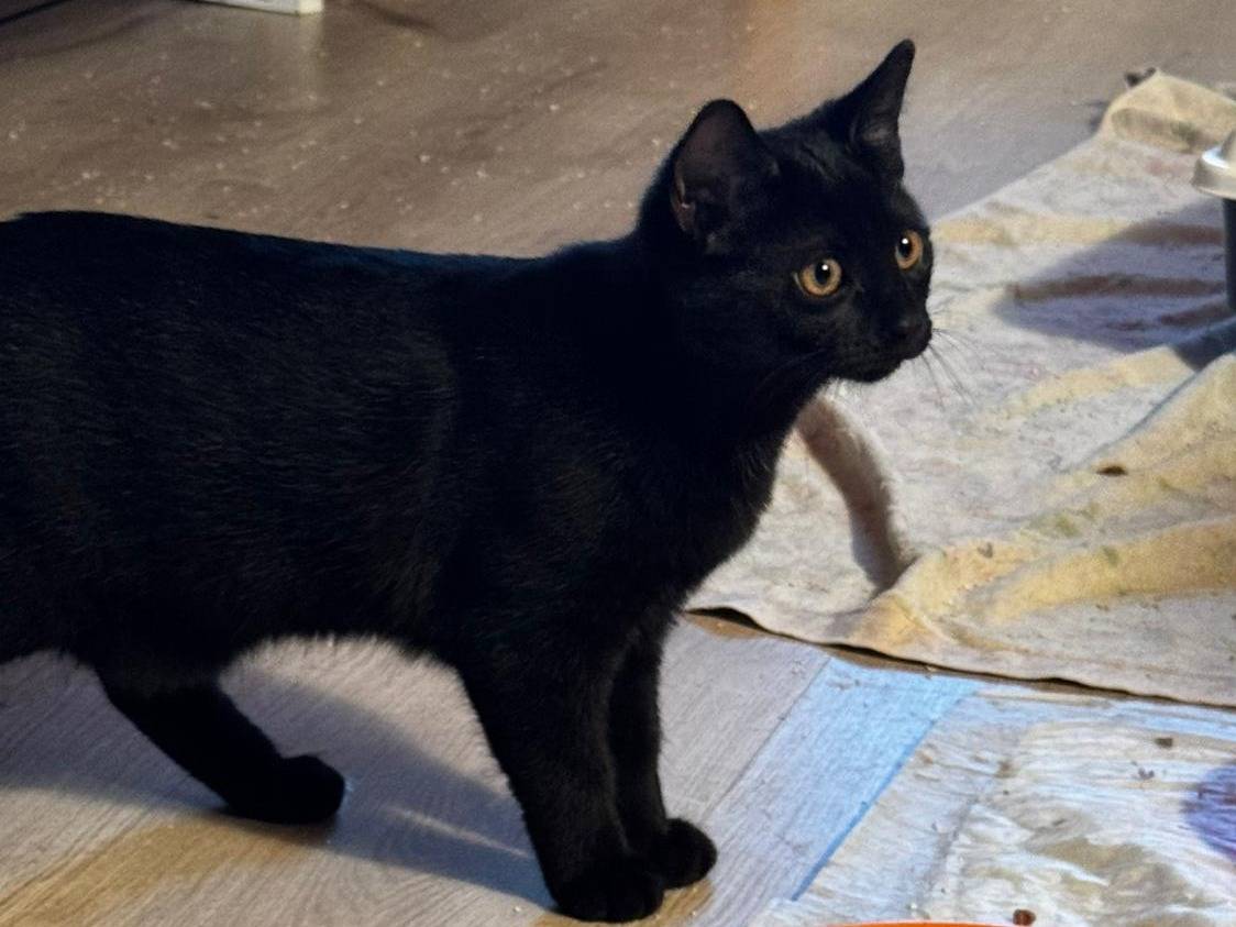 Adozione gatto, femmina, Razza sconosciuta Razza sconosciuta, 3 mesi, taglia non valida, Verona