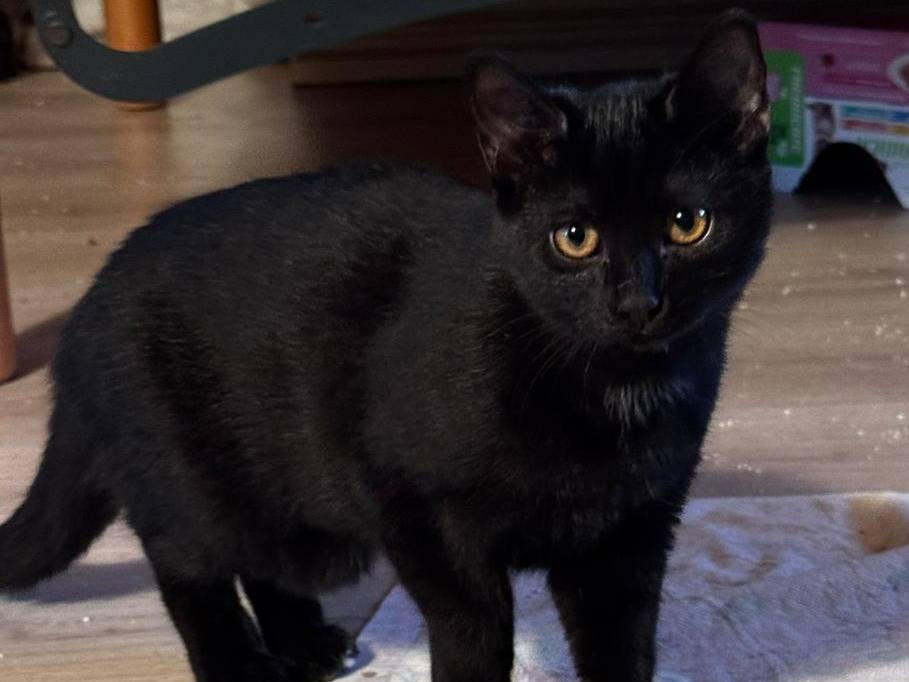 Adotta un gatto, femmina, 3 mesi, Verona