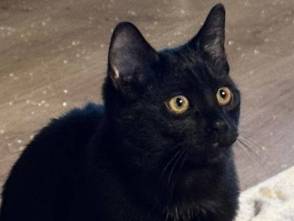 Adotta un gatto, taglia non valida, femmina, Verona