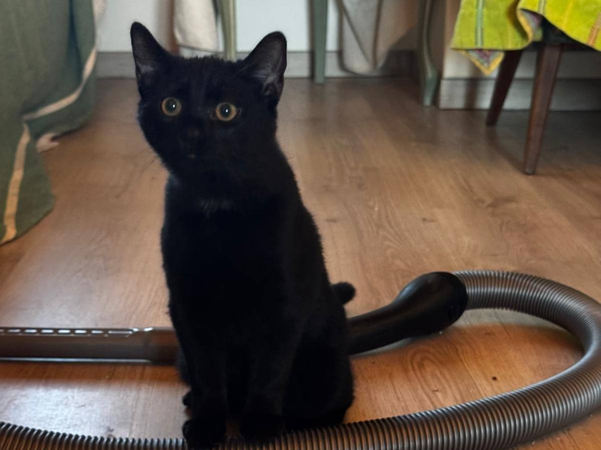 Vuoi adottare un gatto a Verona?