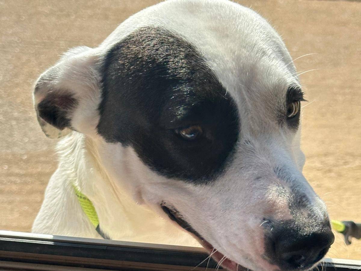 Adozione cane, femmina, Pitbull Razza sconosciuta, 8 mesi, taglia media, Trapani