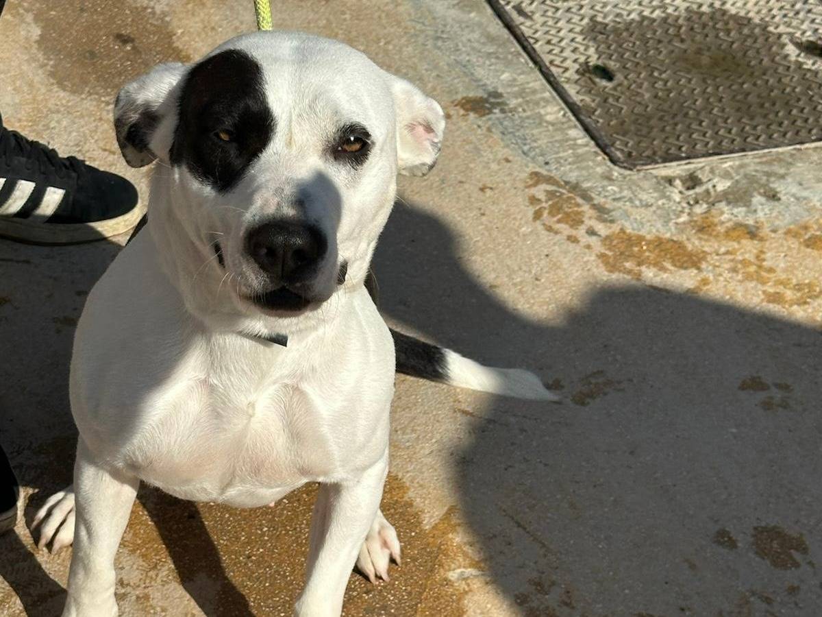 Adotta un cane, taglia media, femmina, Trapani