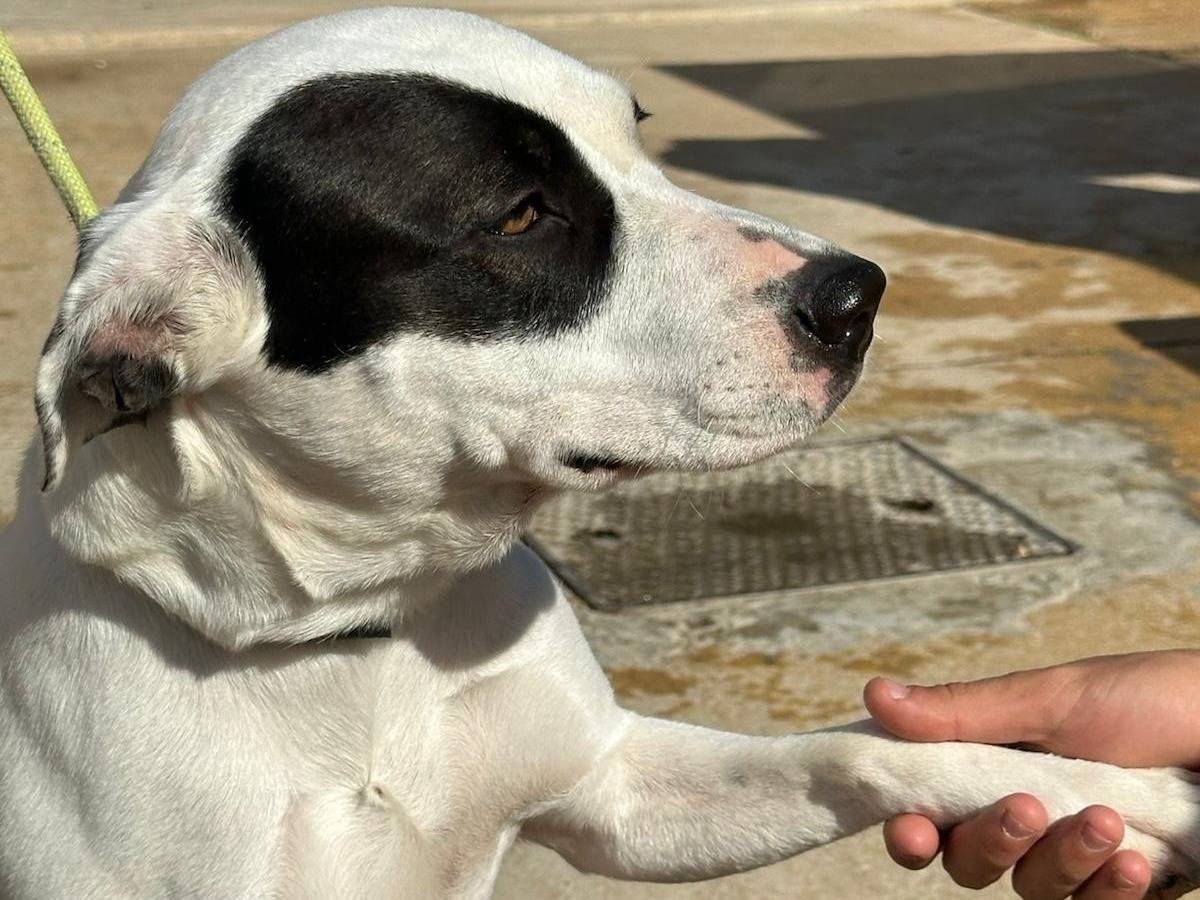 Vuoi adottare un cane a Trapani?