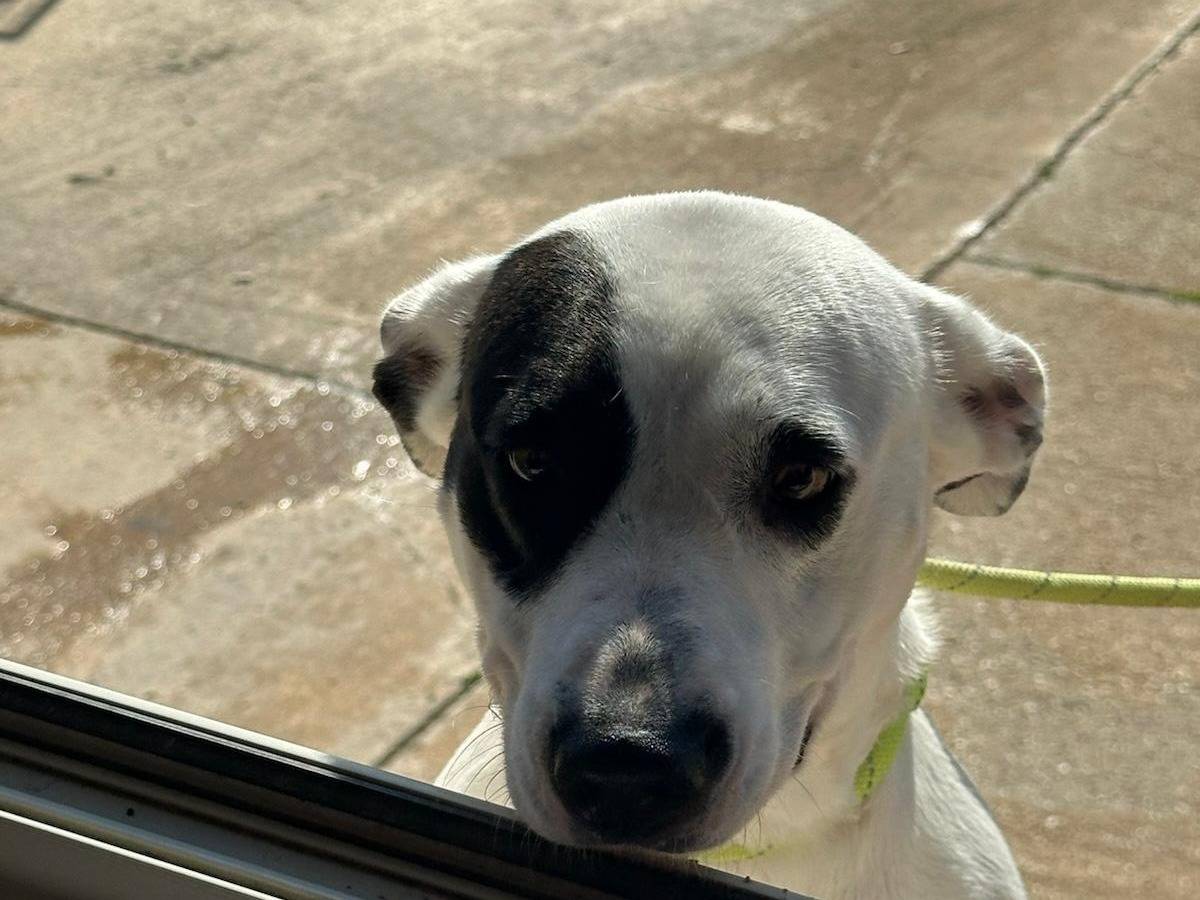 Adotta il cane pallina a Trapani