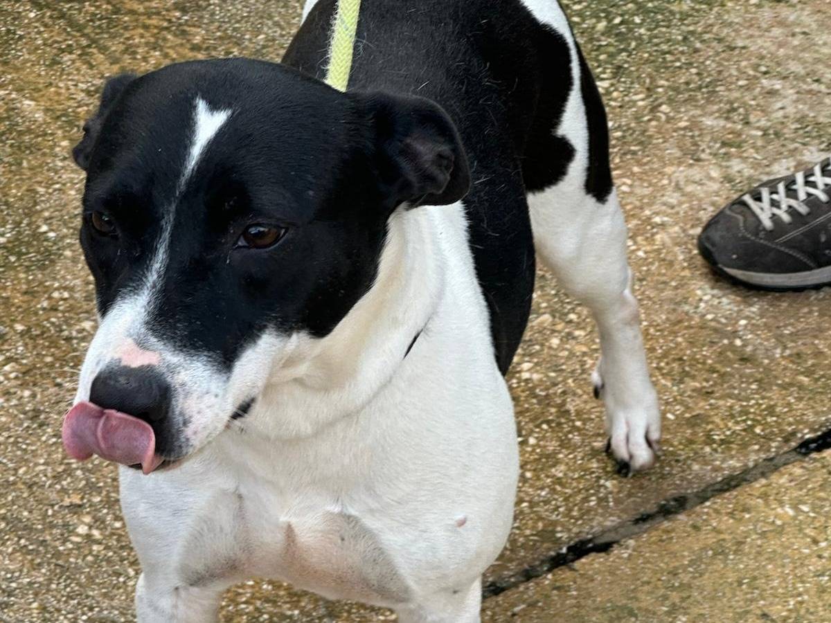 Adozione cane, femmina, Razza sconosciuta Razza sconosciuta, 4 anni, taglia media contenuta, Trapani
