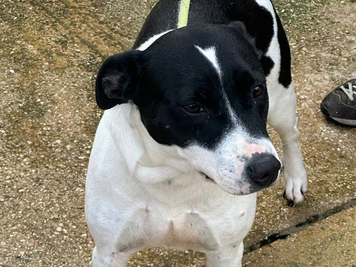 Adotta un cane, femmina, 4 anni, Trapani