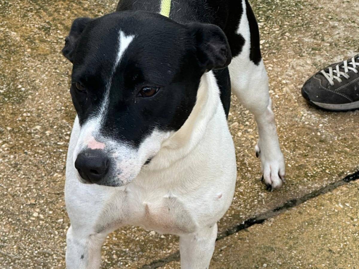 Adotta un cane, taglia media contenuta, femmina, Trapani