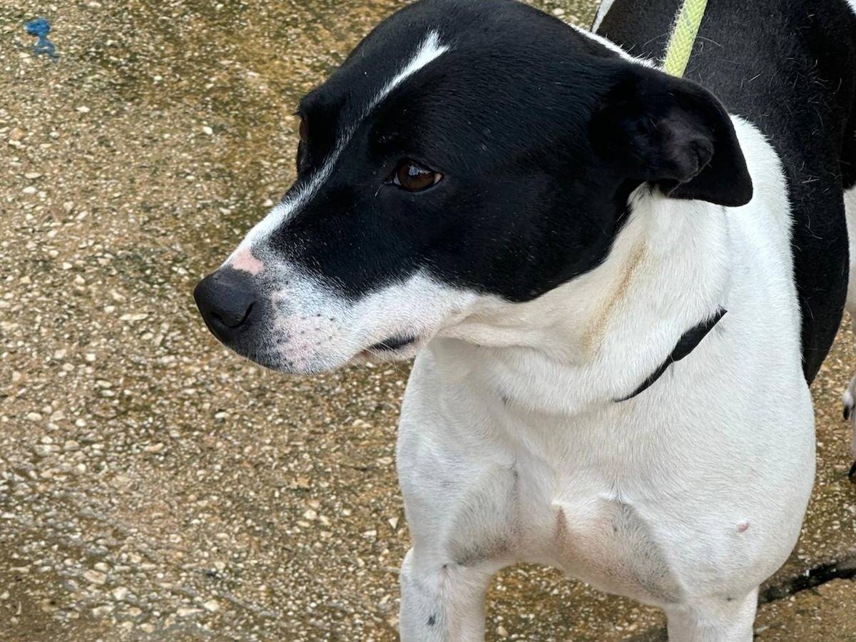 Vuoi adottare un cane a Trapani?