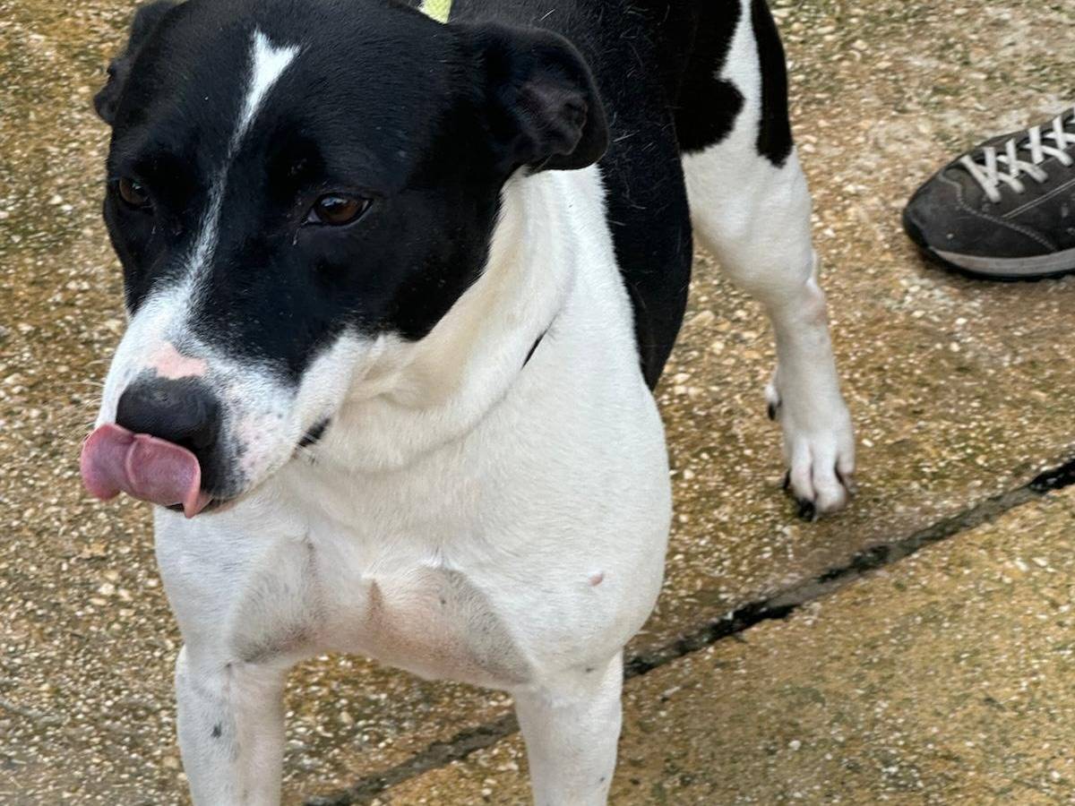 Adotta il cane stellina a Trapani