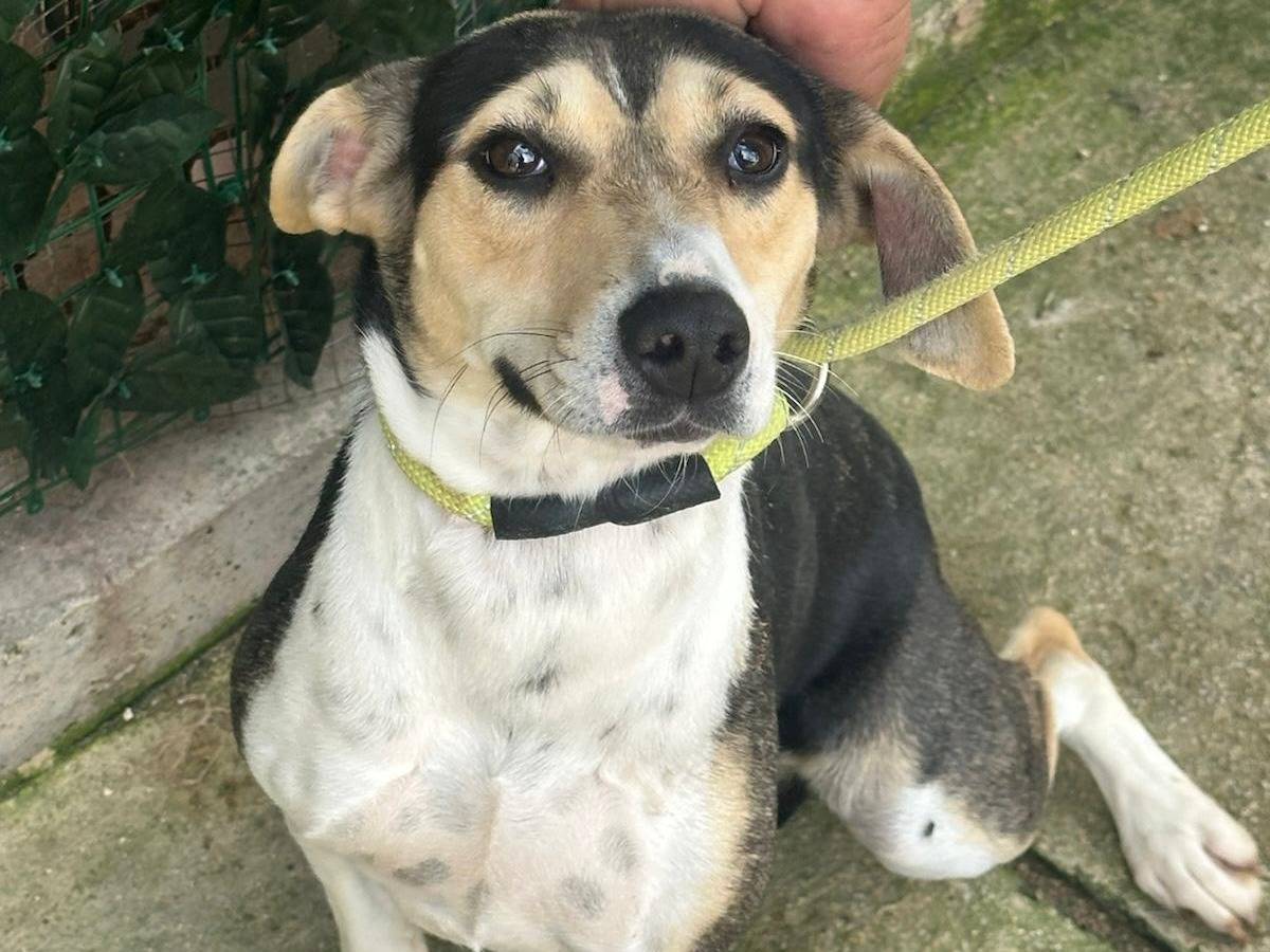 Adozione cane, femmina, Razza sconosciuta Razza sconosciuta, 2 anni, taglia piccola, Trapani