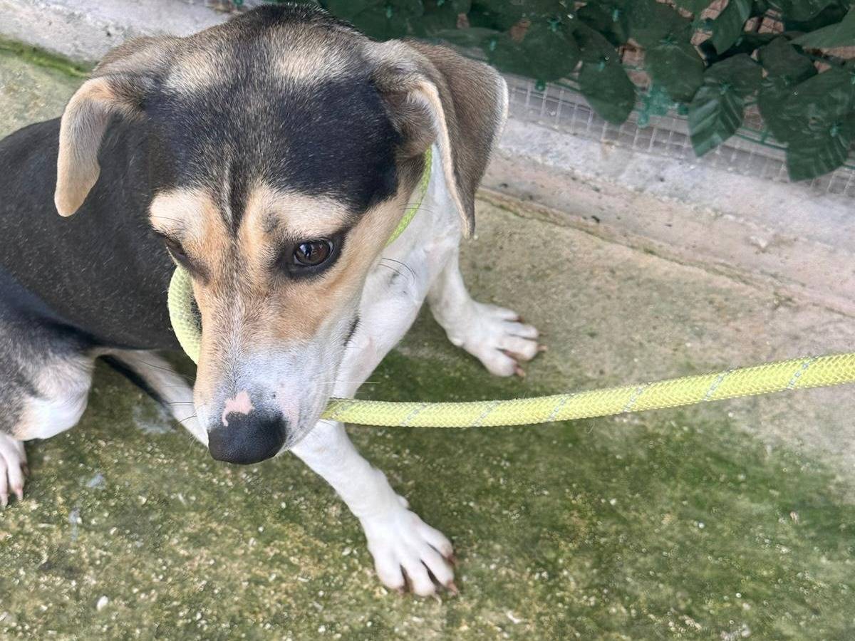 Adotta un cane, femmina, 2 anni, Trapani
