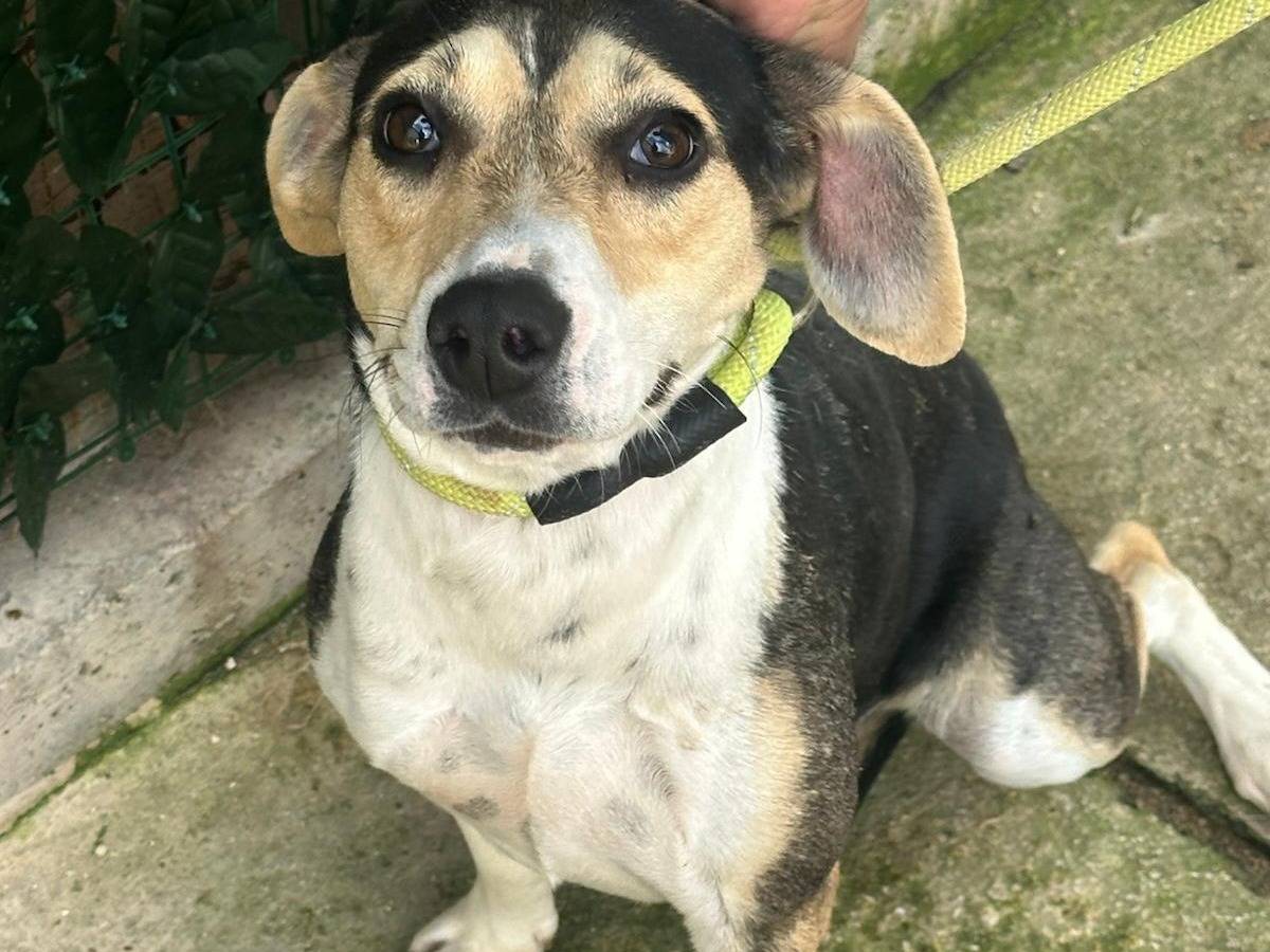 Adotta un cane, taglia piccola, femmina, Trapani