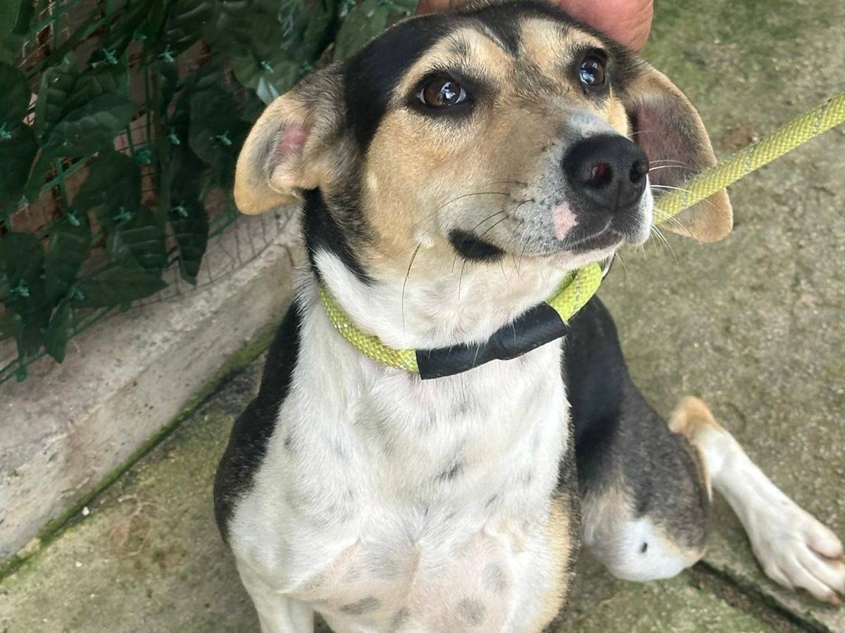 Vuoi adottare un cane a Trapani?