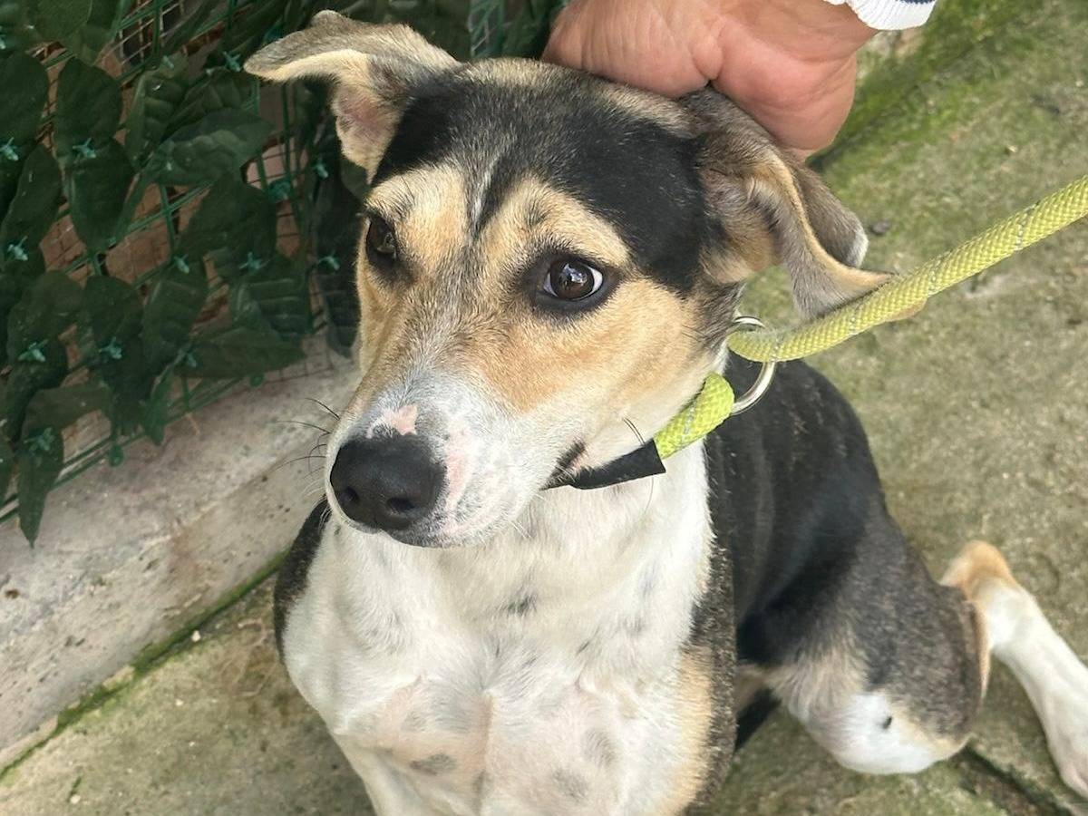 Adotta il cane pupa a Trapani