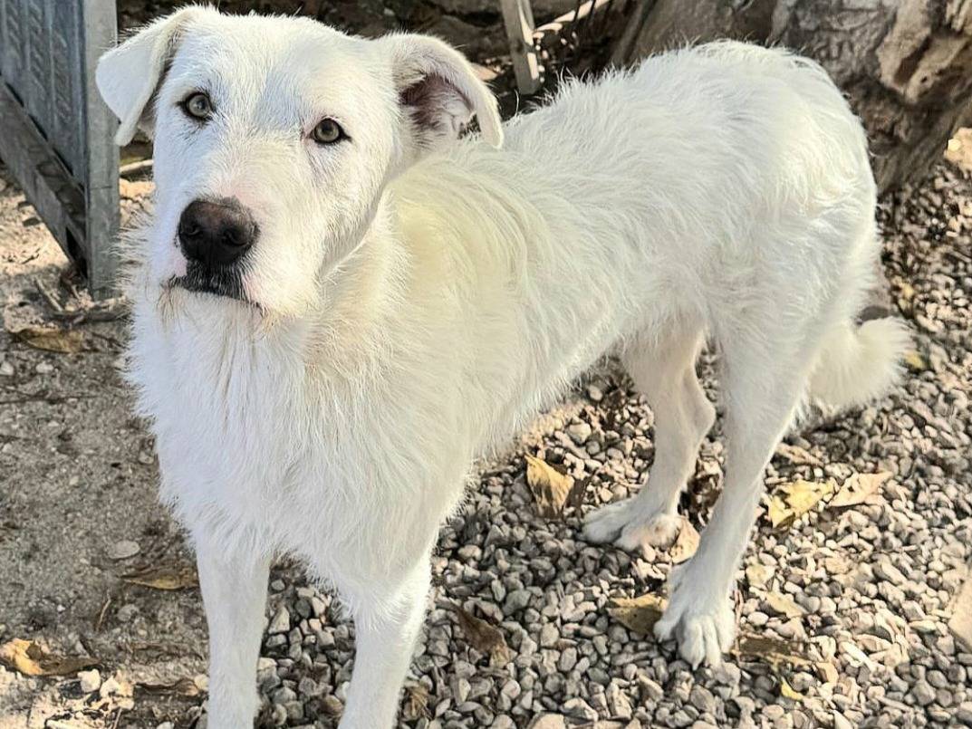 Adozione cane, femmina, Razza sconosciuta Razza sconosciuta, 10 mesi, taglia grande, Teramo