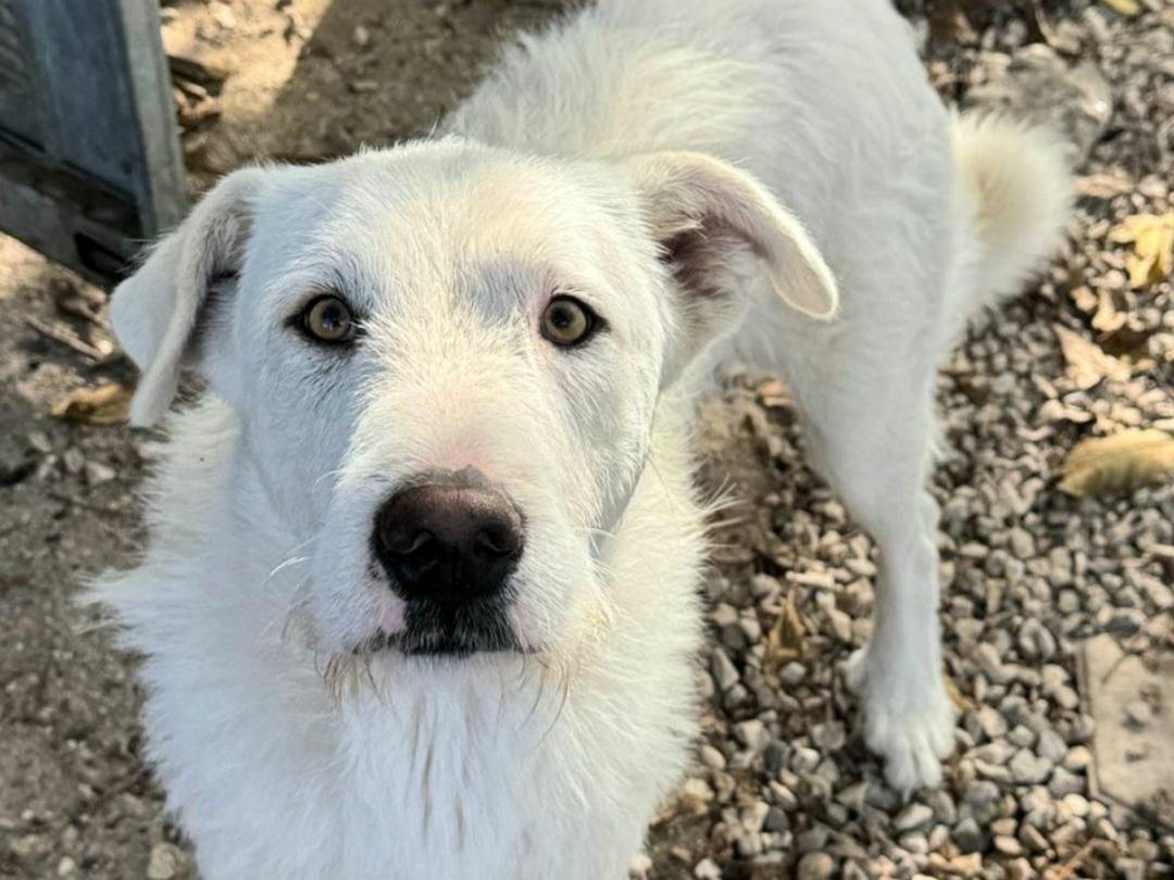 Adotta un cane, femmina, 10 mesi, Teramo