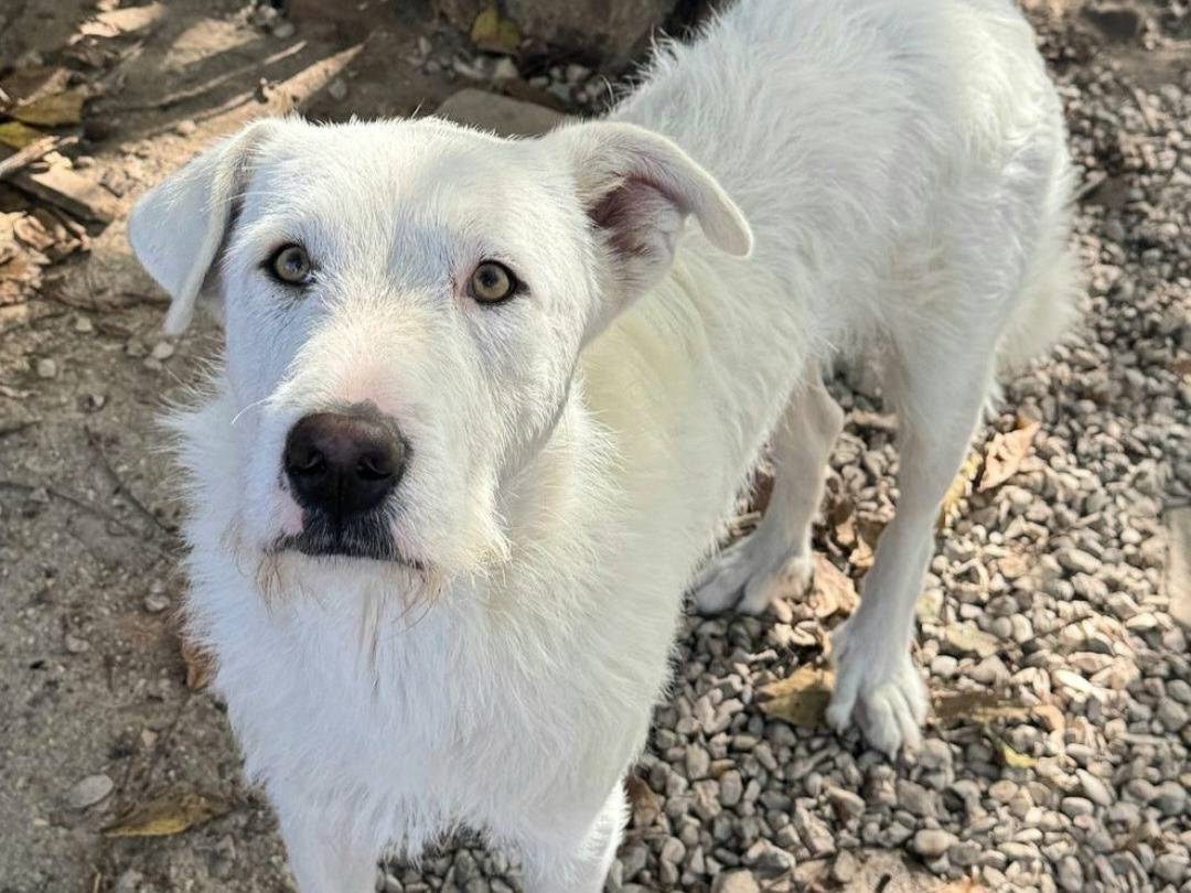 Adotta un cane, taglia grande, femmina, Teramo
