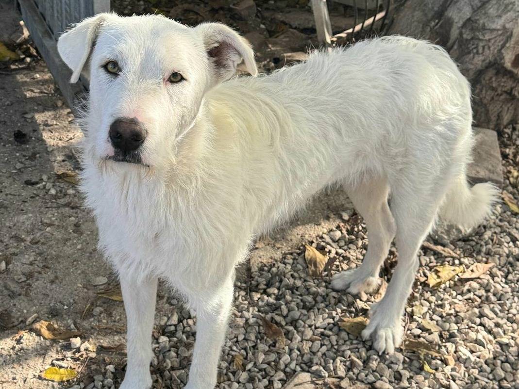 Vuoi adottare un cane a Teramo?