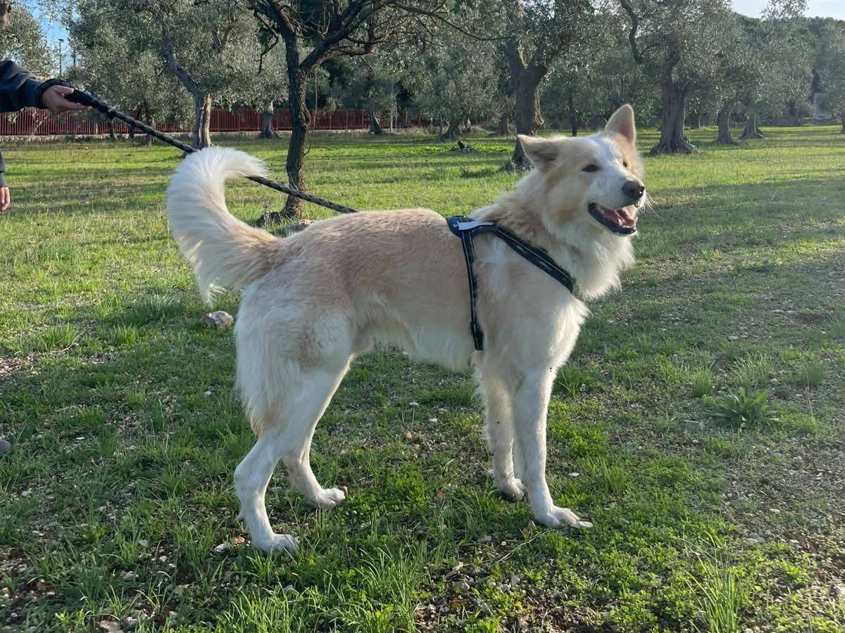 Adozione cane, maschio, Razza sconosciuta Razza sconosciuta, 1 anno e 4 mesi, taglia grande, Bergamo