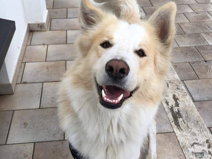 Adotta un cane, maschio, 1 anno e 4 mesi, Bergamo