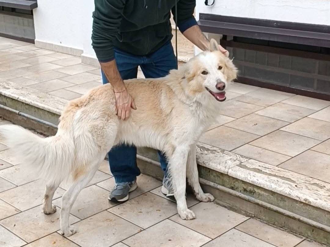 Adotta un cane, taglia grande, maschio, Bergamo