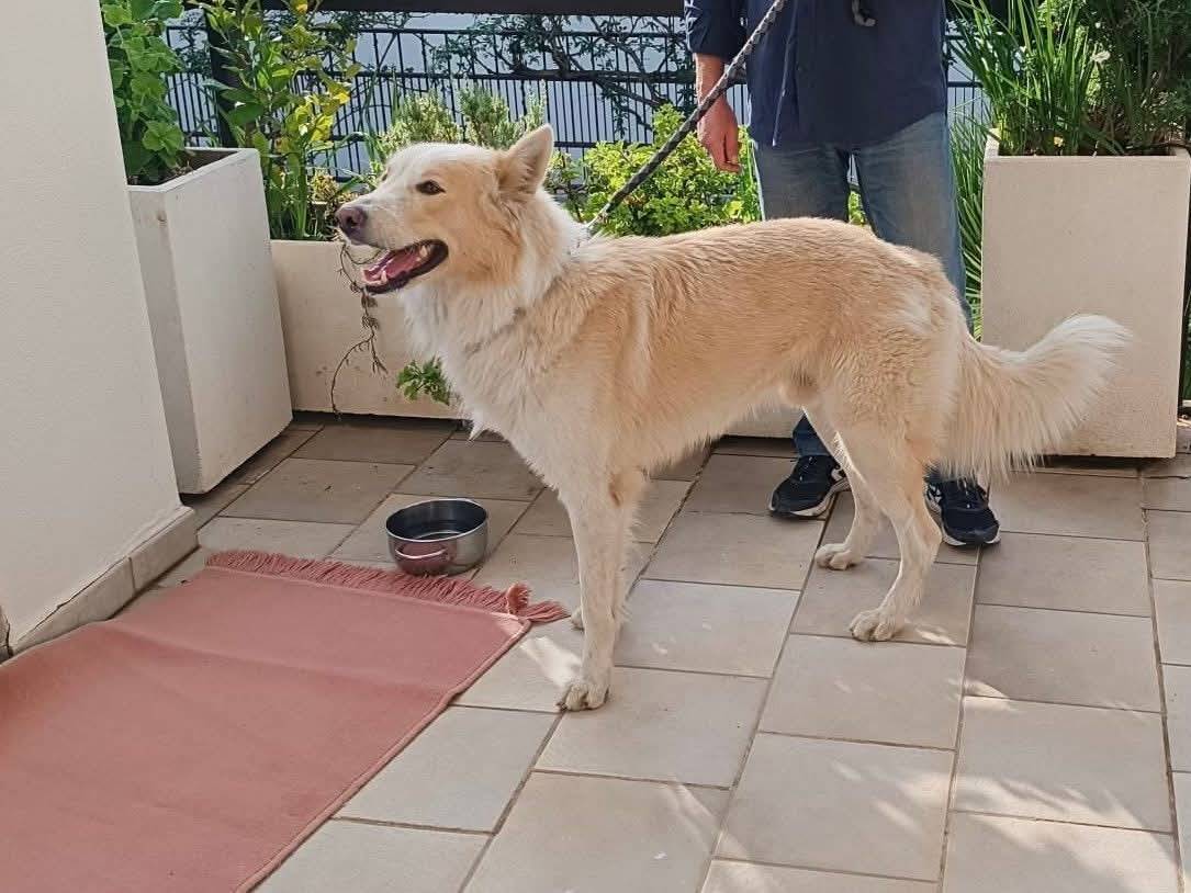 Vuoi adottare un cane a Bergamo?