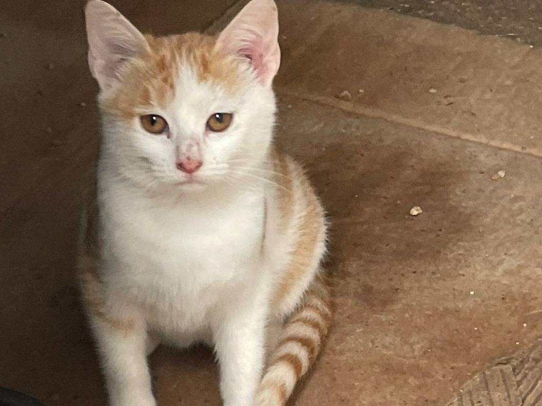 Adozione gatto, femmina, Razza sconosciuta Razza sconosciuta, 2 mesi, taglia non valida, Frosinone