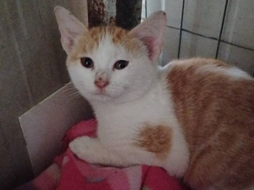 Adotta un gatto, femmina, 2 mesi, Frosinone