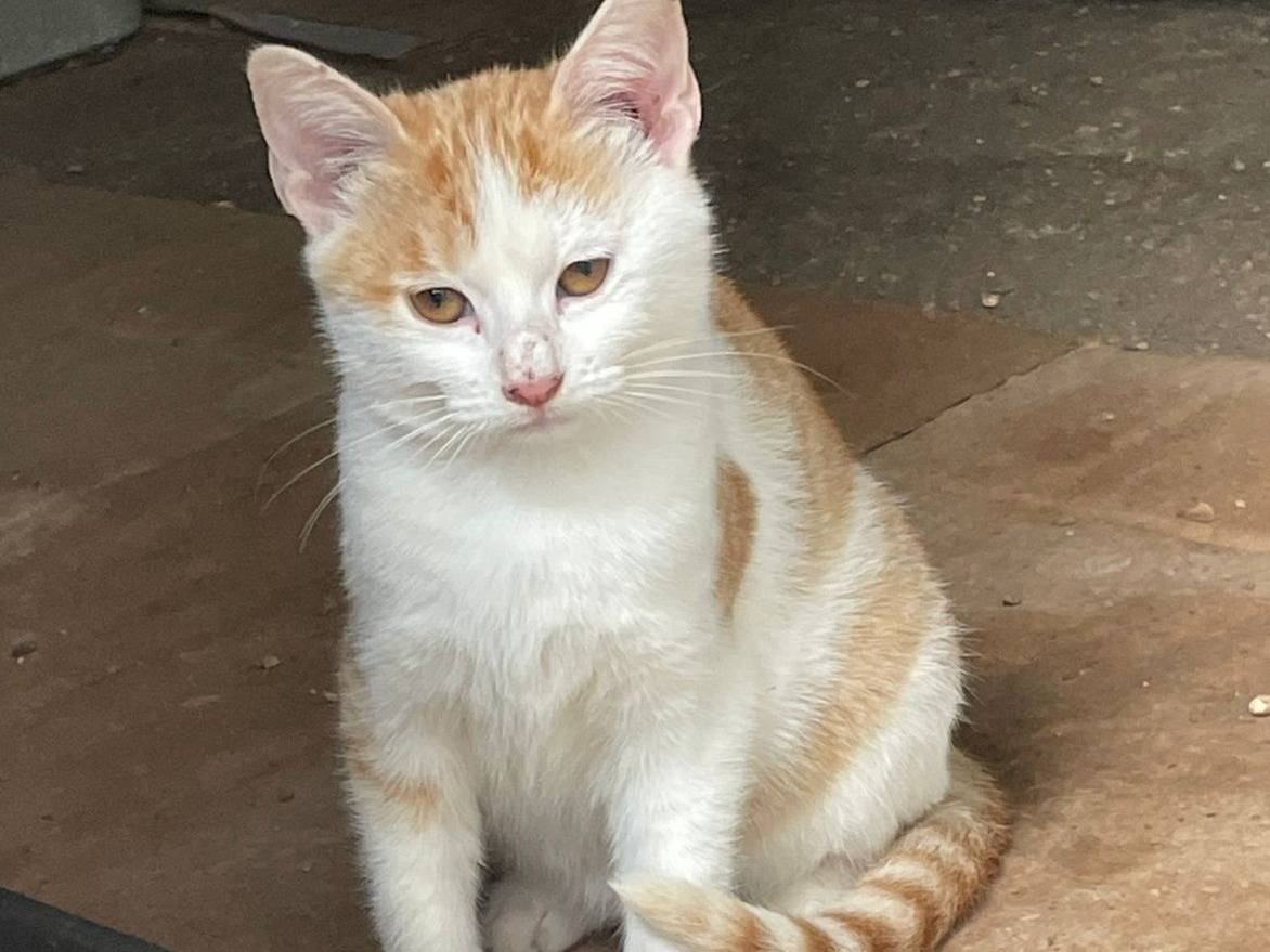 Adotta un gatto, taglia non valida, femmina, Frosinone