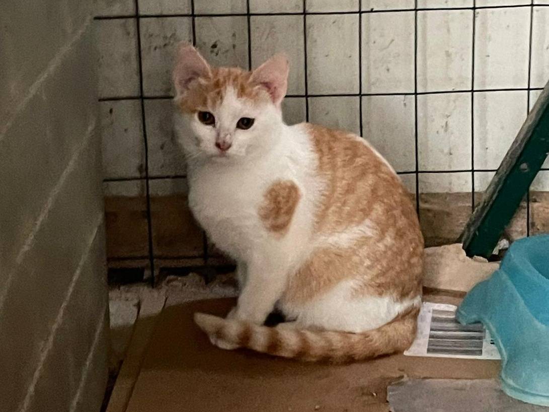 Vuoi adottare un gatto a Frosinone?