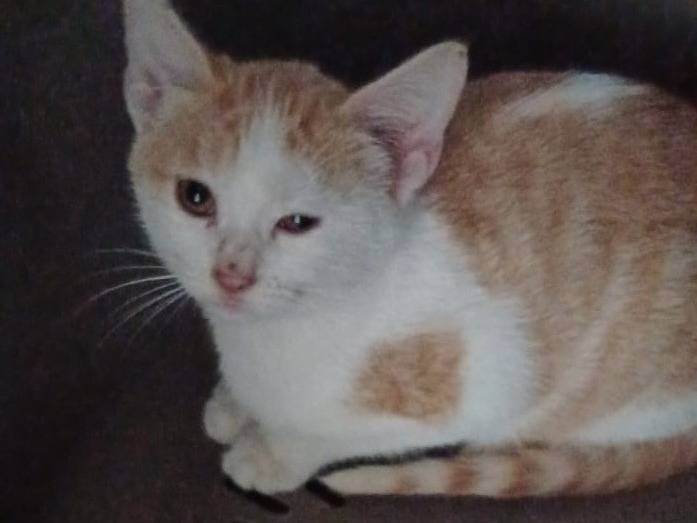 Adotta il gatto KANGA a Frosinone