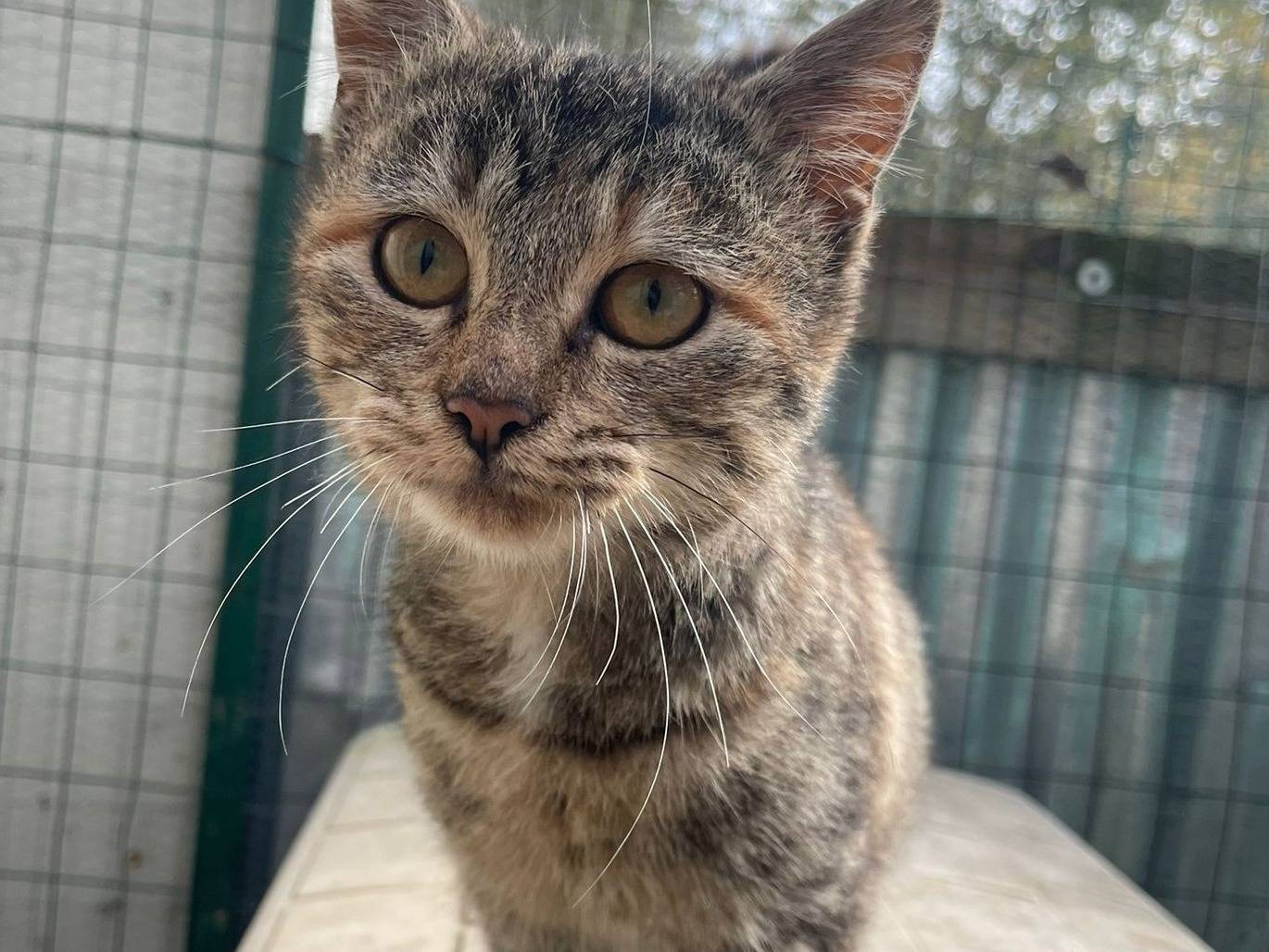 Adozione gatto, femmina, Razza sconosciuta Razza sconosciuta, 2 mesi, taglia non valida, Frosinone