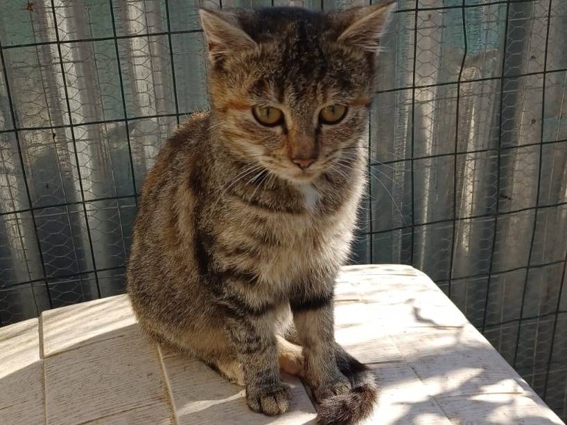 Adotta un gatto, femmina, 2 mesi, Frosinone