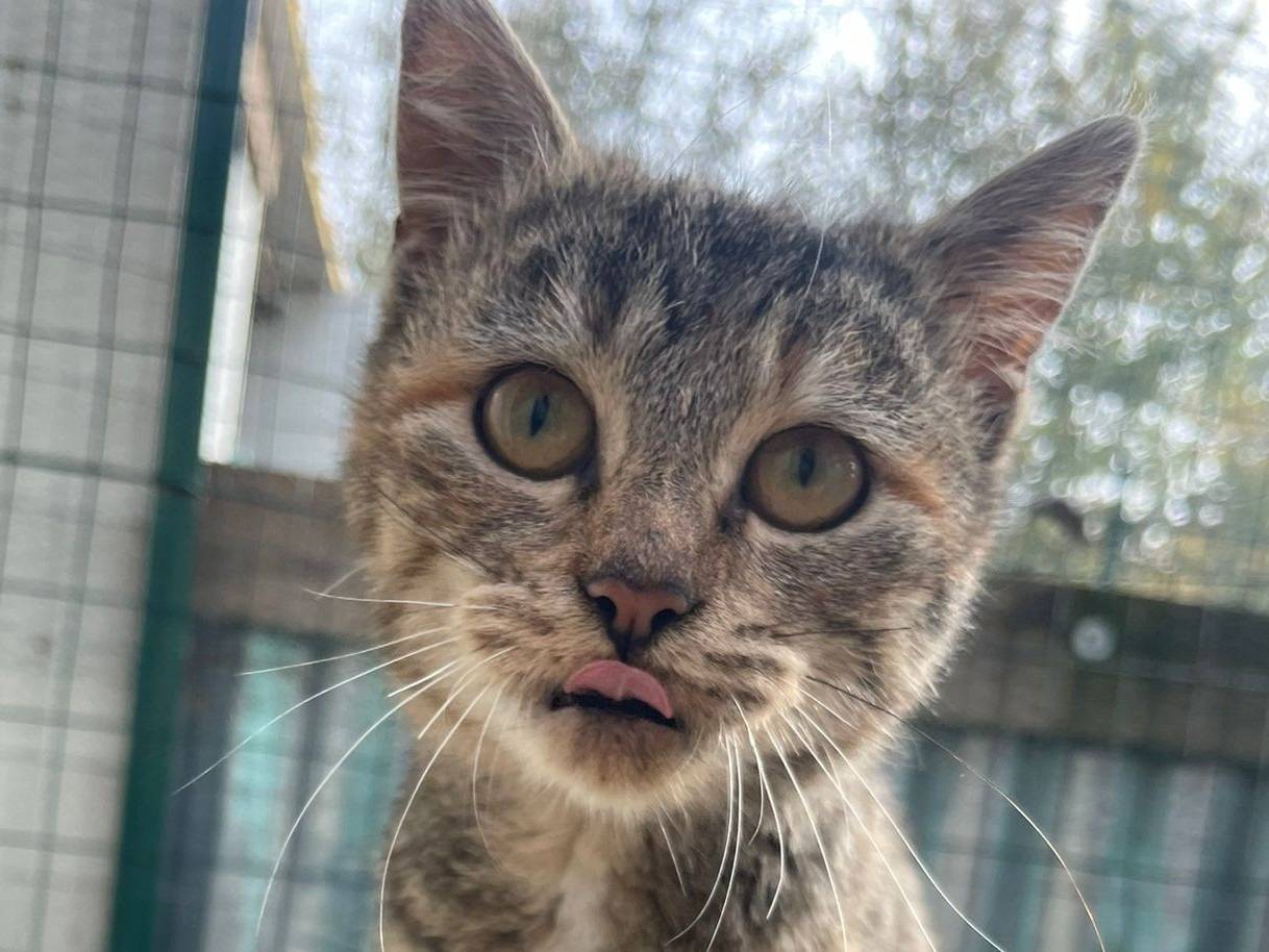 Adotta un gatto, taglia non valida, femmina, Frosinone