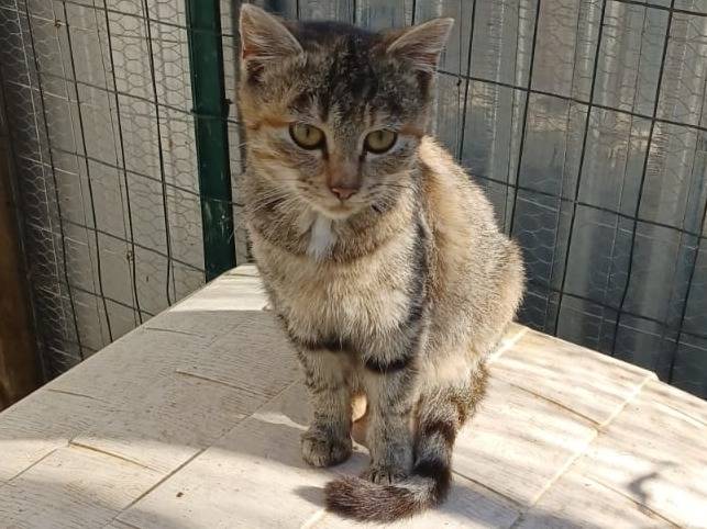 Vuoi adottare un gatto a Frosinone?