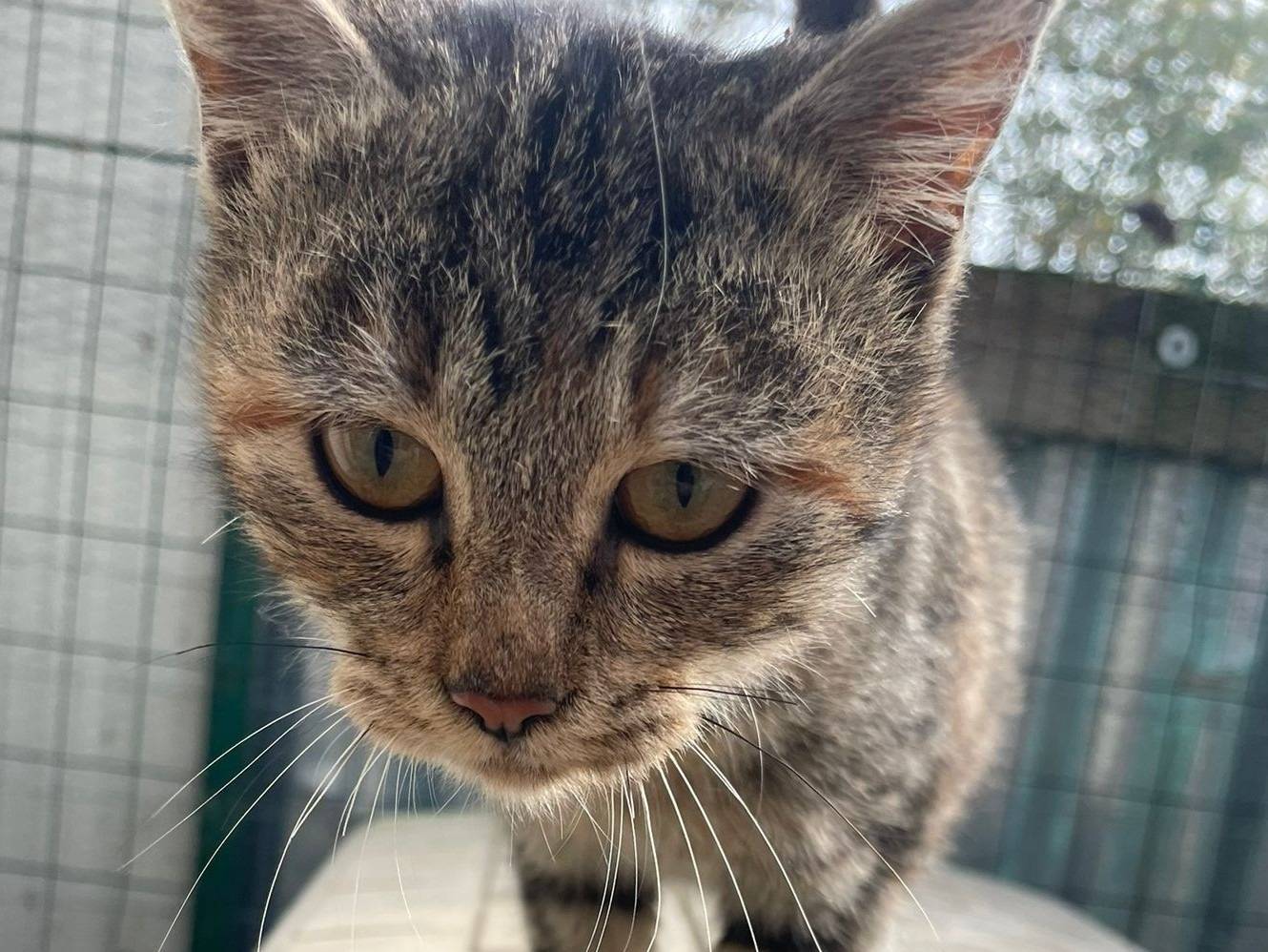 Adotta il gatto TIGRA a Frosinone