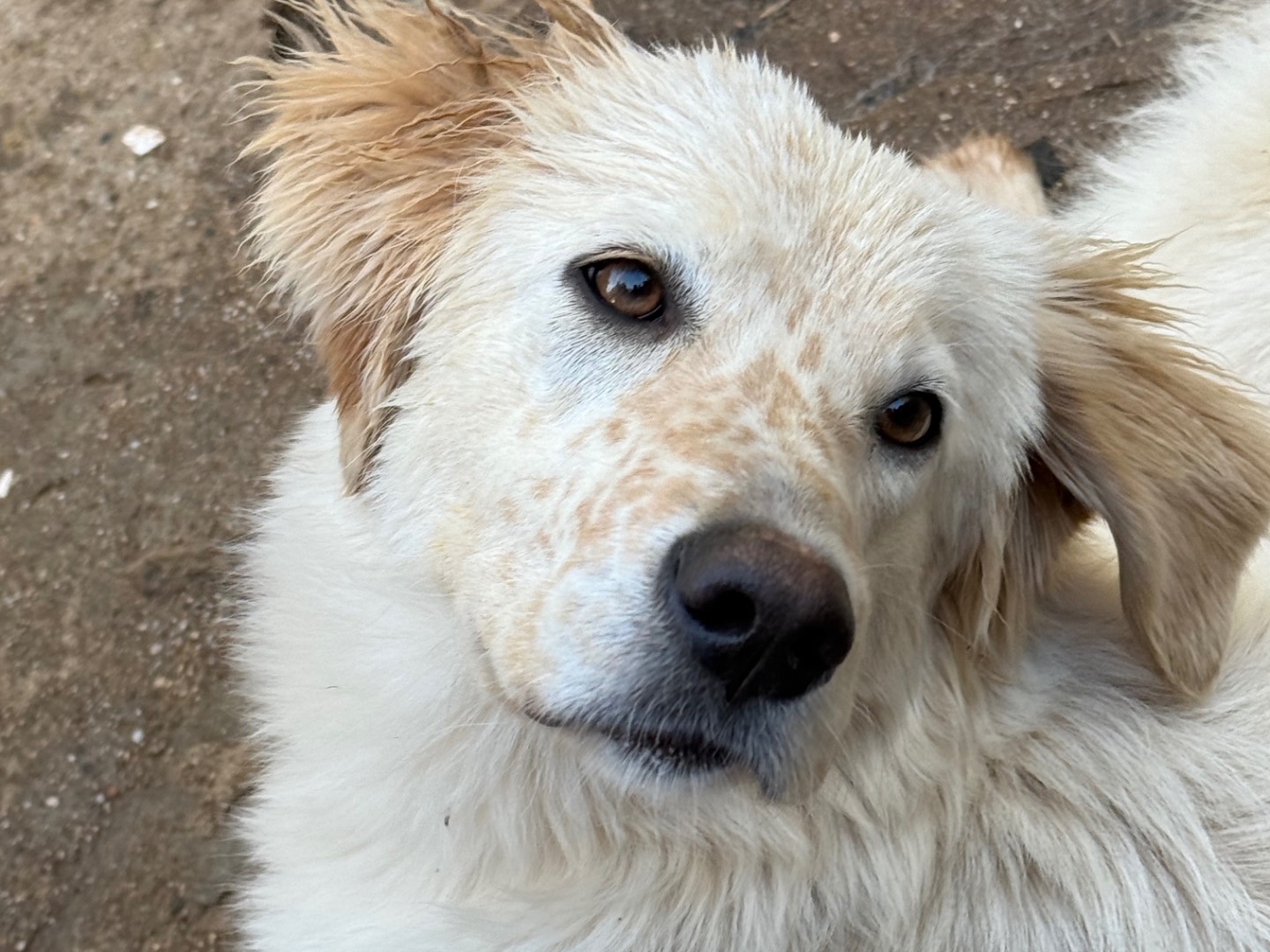 Adozione cane, femmina, Razza sconosciuta Razza sconosciuta, 1 anno e 7 mesi, taglia media, Catanzaro