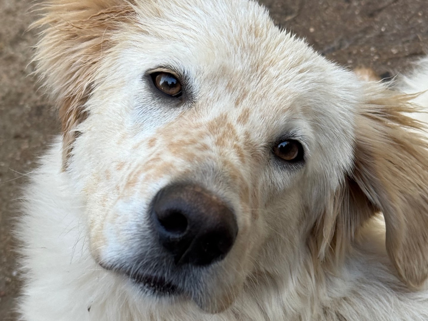 Adotta un cane, femmina, 1 anno e 7 mesi, Catanzaro