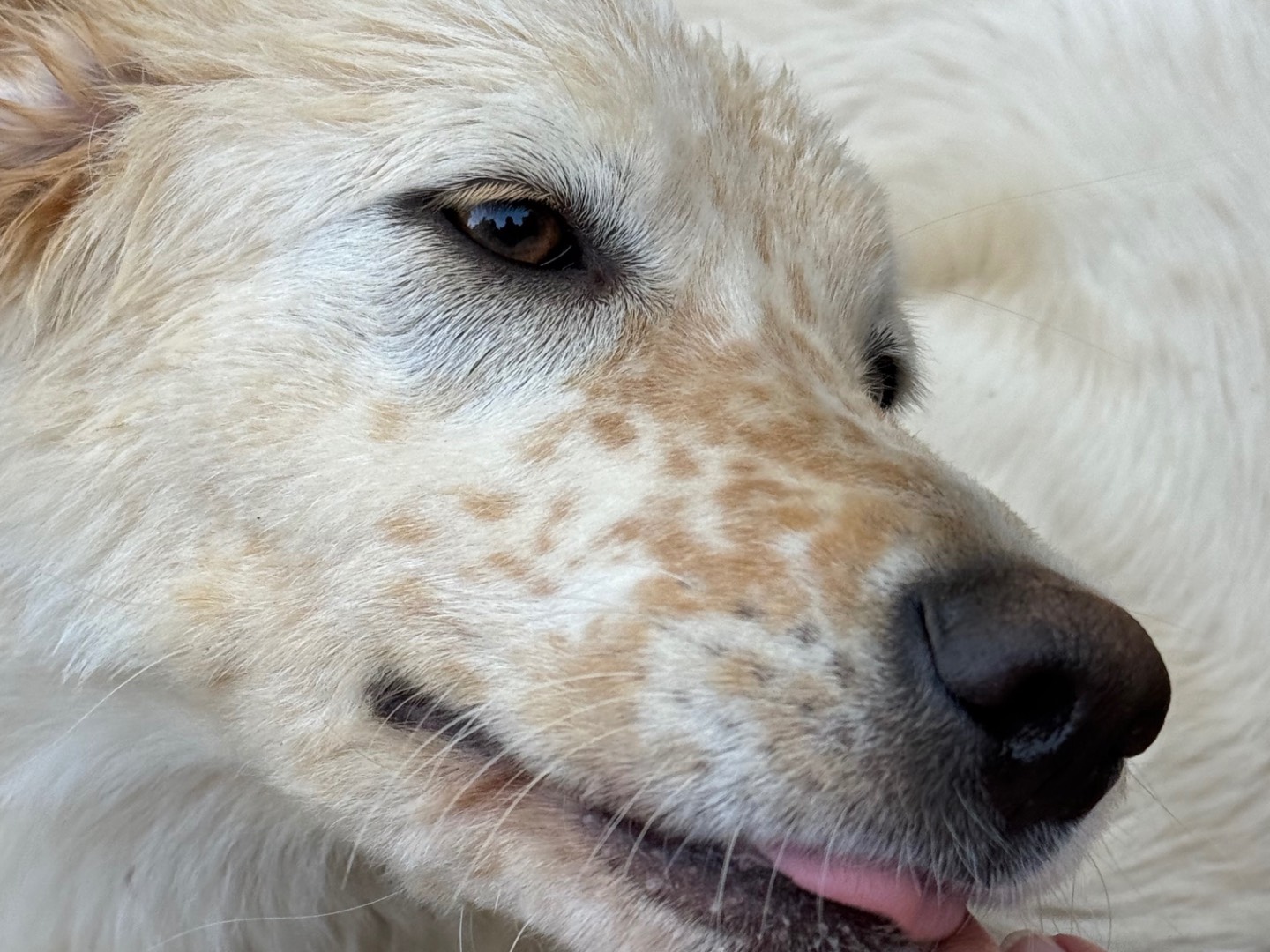 Adotta un cane, taglia media, femmina, Catanzaro