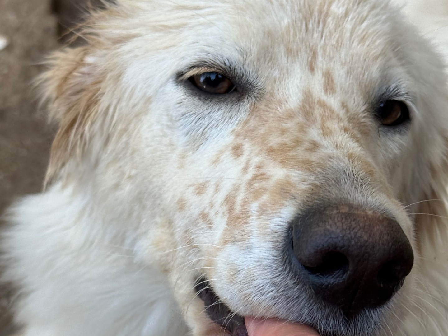 Vuoi adottare un cane a Catanzaro?