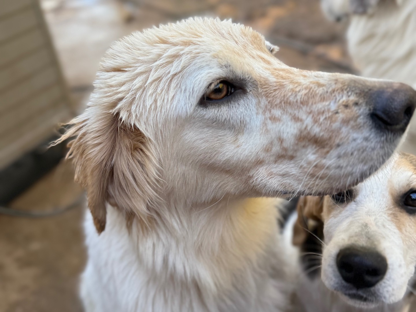 Adotta il cane Nansy a Catanzaro