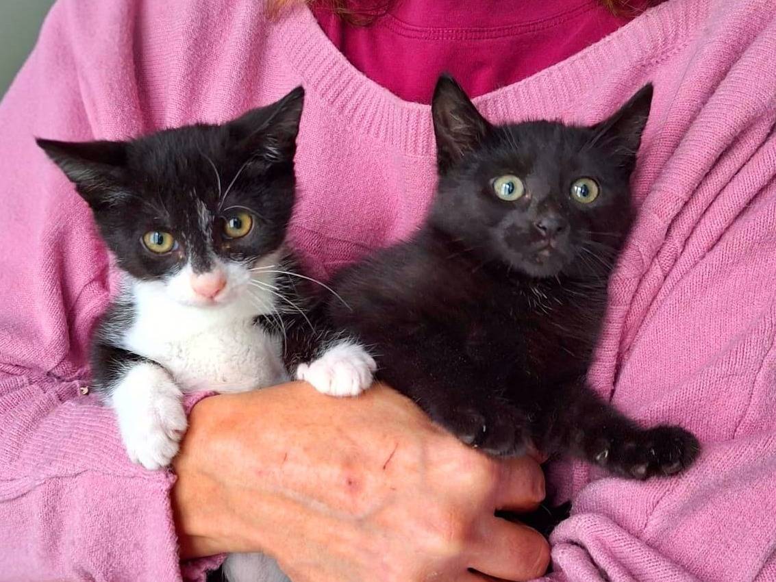 Adozione gatto, femmina, Razza sconosciuta Razza sconosciuta, 3 mesi, taglia non valida, Varese