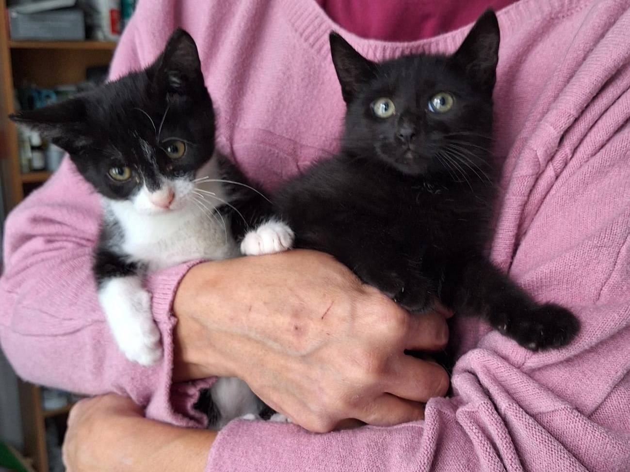 Adotta un gatto, femmina, 3 mesi, Varese