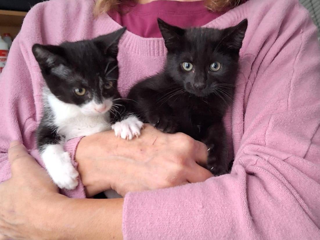 Adotta un gatto, taglia non valida, femmina, Varese