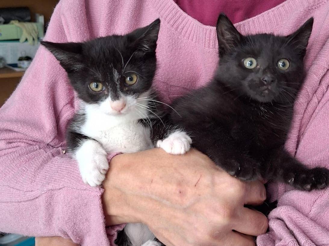 Vuoi adottare un gatto a Varese?