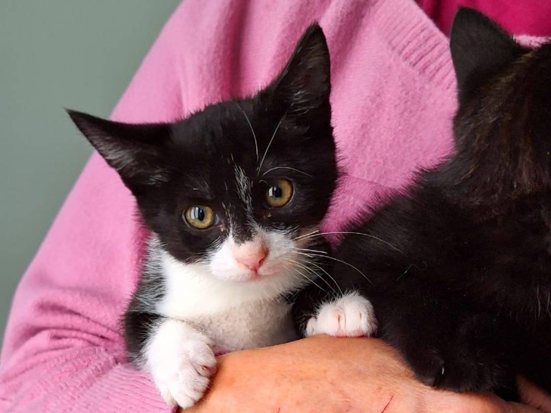 Adotta il gatto Mulan e Belle a Varese