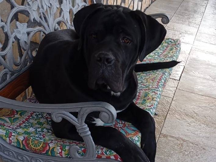 Adotta un cane, maschio, 8 mesi, Firenze