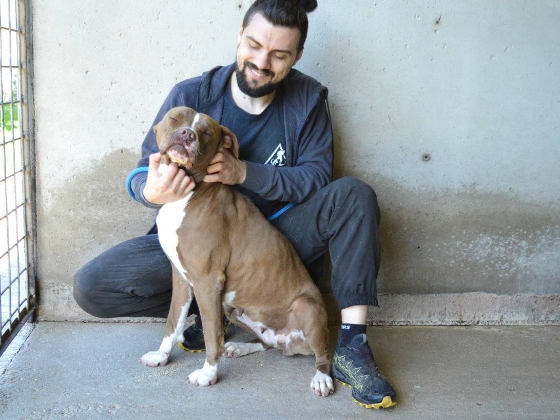 Vuoi adottare un cane a Roma?