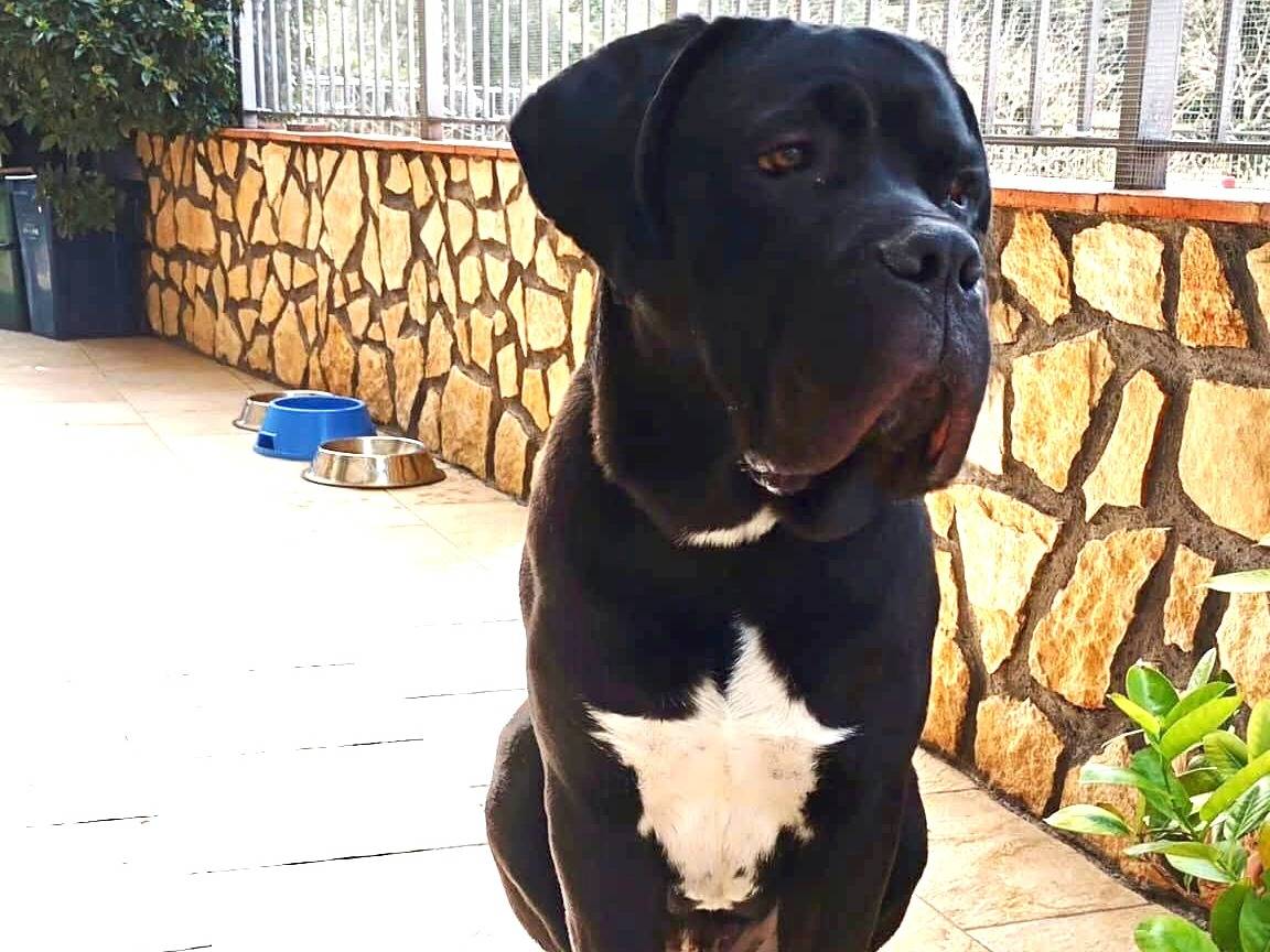 Adozione cane, maschio, Corso Razza sconosciuta, 8 mesi, taglia gigante, Firenze