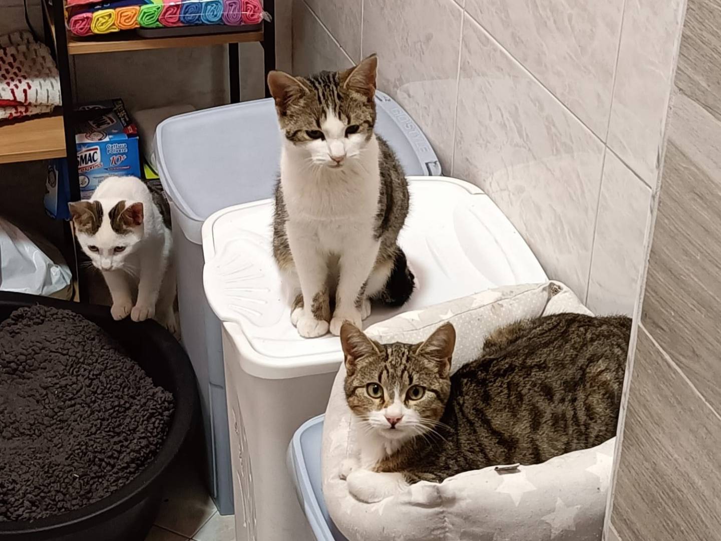 Adotta il gatto Aramis  a Monza
